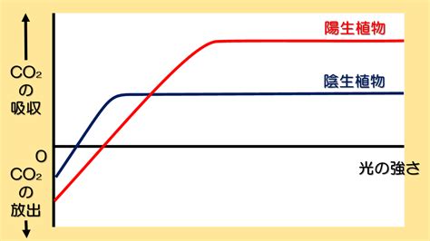 陰樹 陽樹|陽樹・陰樹の光合成速度差の原理的原因 